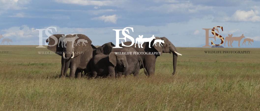 elephants and logos